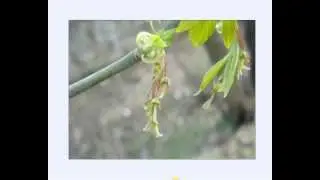 How are maple seeds formed?