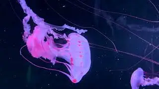 Медузы. Переходы с маской матте