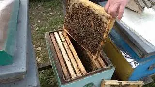 Давати чи не давати   канді з білком?