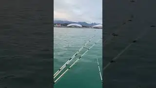 Дельфин и русалка. Русал и дельфинка. #fishing #fish #рыба #море #fishingvideo