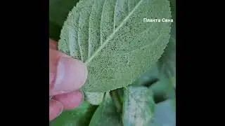 Крушова Дървеница, одобрности и повреди