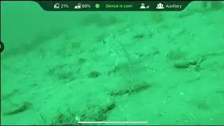 Found a Ratfish while testing out my replacement drone.
