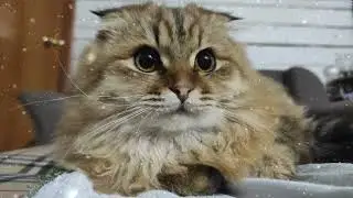 Симбочка  ждет новогоднего чуда 😍🐱