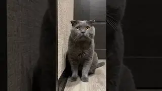 ❓ЧЕМ ЗАНИМАЛСЯ КОТ ЦЕЛЫЙ ДЕНЬ #cat #кошки