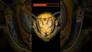 Шкала уровня боли от укусов самых опасных особей!  