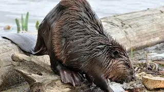 KUNDUZ SESİ (BEAVER SOUND)