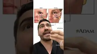 Parte del cuerpo que no sabías Trompa de Eustaquio #sabiasque #estudiantedemedicina #anatomiadegrey