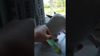 антисресс с собакой собака собачка антисрессы