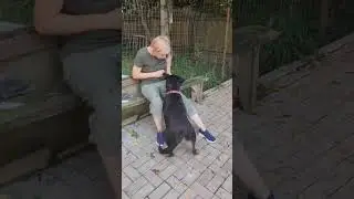 Ротвейлер Боня и её радость гостям!