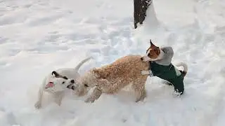 Двое на одного. Джек Рассел в действии.