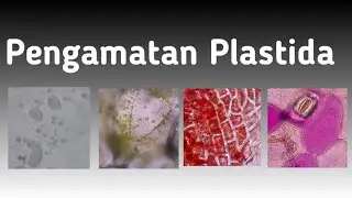 Pengamatan Plastida