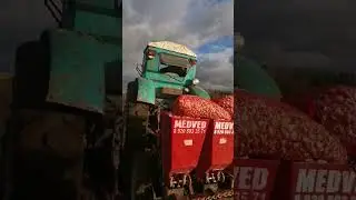 Механизированная  посадка чеснока 