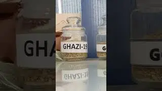 all varieties of seeds wheat crop