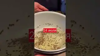 Укроп взойдет БЫСТРО и ЩЁТКОЙ. 700К просмотров. 2й Посев в июле #shots #укроп