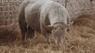 Как проходит аудит хозяйства с Фермер Сервис
