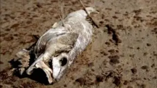 James Fox on the BP Oil Spill - Part II