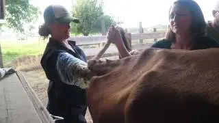 Preg Checked her Dairy Cow = Poop Sleeves