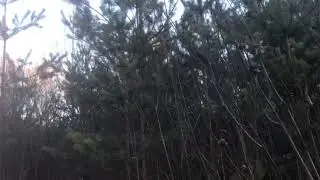 Как брать елки 🎄