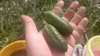 17 июня🍅🥒 что растёт? 💐🌻