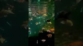The incredible recreation pond in our Aquagardens at night!