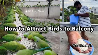 How I attract birds to my balcony😍#parrot #viralvideo #birds