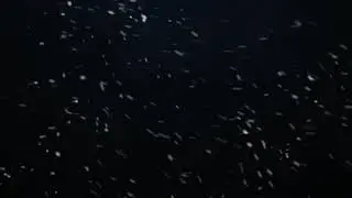 Snow Falling Black Screen+Free Download | Snow Falling WhatsApp Status | Snow Falling Video