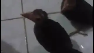 🔴MERAWAT ANAKAN BURUNG DARI BELUM TUMBUH BULU SAMPAI BISA TERBANG DAN LEPAS KE ALAM BEBAS‼