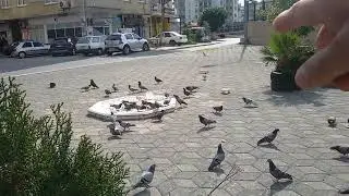 Mersinde Güvercin Besleme