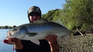 SUMMER TOPWATER ... BIG DELTA STRIPED BASS!