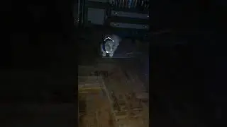 моя дикая львица