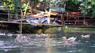 Ducks swimming/free stock footage/NO COPYRIGHT