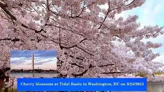 Cherry blossoms at Tidal Basin in Washington, DC on 3/23/2023.