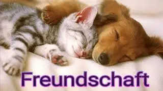 SCHÖNE  SPRÜCHE  über Freundschaft