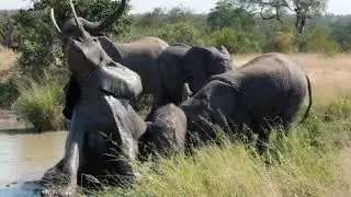 Elephants playing in the mud in Sabi Sands