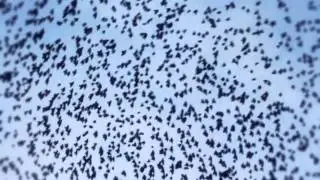FLOCK - by Steven Quinn