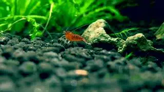 BİTKİLİ NANO AKVARYUM - NANO PLANTED TANK