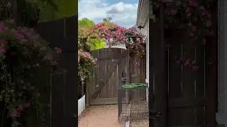 Peggy Martin Rose and the nesting 🐦‍⬛🌹❤️ #shorts #rose #bird #texas #garden #spring #april2024