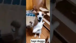 happy doggo