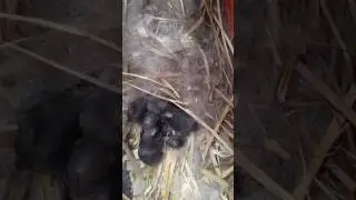 3 days old dwarf rabbits finding their way to their nest