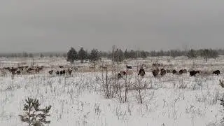 Январь 12