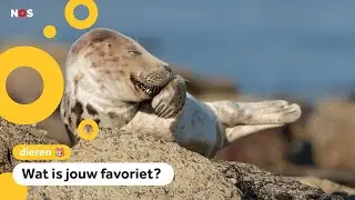 Wat is de grappigste dierenfoto?