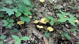 FOR MUSHROOMS FOR THE SOUL July 10, 2021!