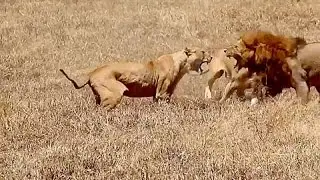 Leonas Atacan a León - Pelea Salvaje