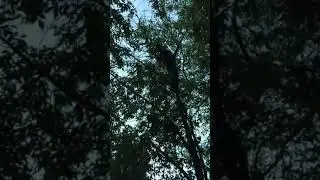 15 октября 2017 г.