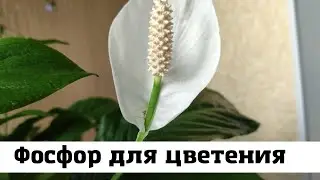Фосфор для Цветения Спатифиллума