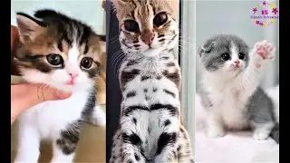 Funny & Cute Kitty Cats #3 | Don't miss Agent Kitty in the Video