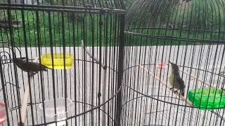 KONIN IJOAN IJOAN ! MULAI NGOBRA NGOBRA