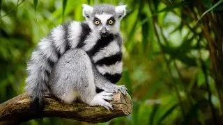 The Ring-tailed Lemur | A Brief Overview