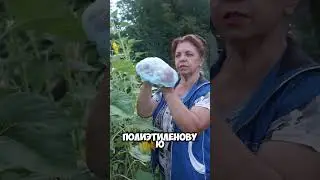 Спасти подсолнух от воробьёв