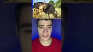 Мужчина спас быка от смерти и вот что сделал бык... #shorts #шок